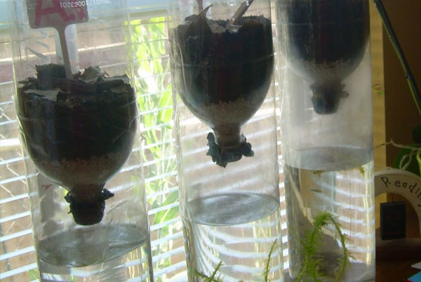 Ecosystem Fun