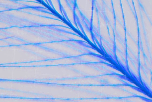 15 Things to Microscope